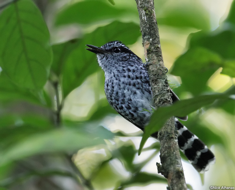 Pretty Scaled antbird
