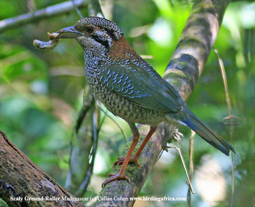 Pretty Scaly ground-roller