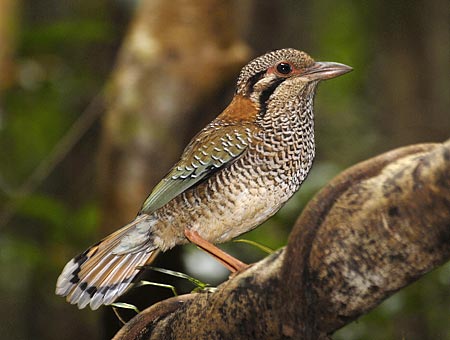 Pretty Scaly ground-roller
