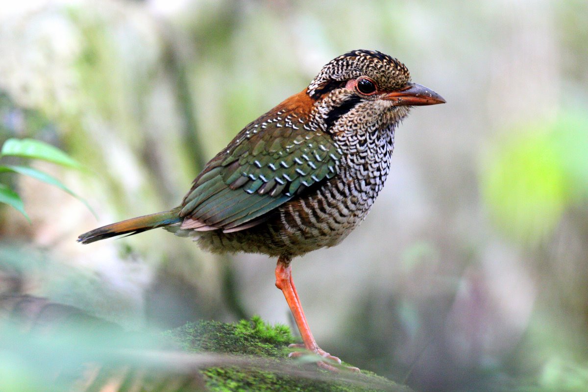 Pretty Scaly ground-roller