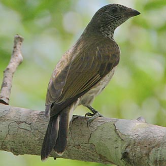 Scaly-throated honeyguide