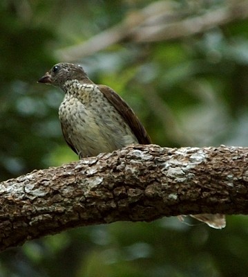 Pretty Scaly-throated honeyguide