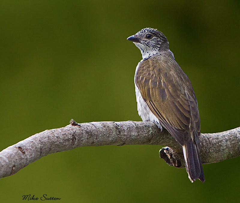 Pretty Scaly-throated honeyguide