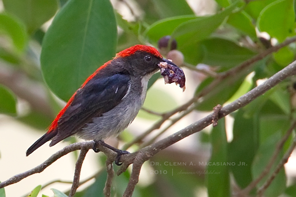 Scarlet-backed flowerpecker