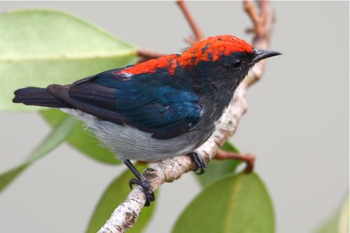 Pretty Scarlet-backed flowerpecker