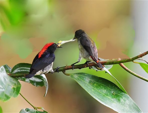 Pretty Scarlet-backed flowerpecker