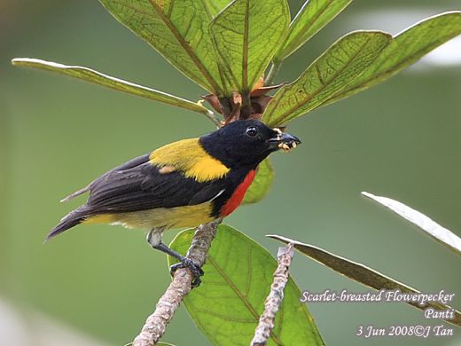 Scarlet-breasted flowerpecker
