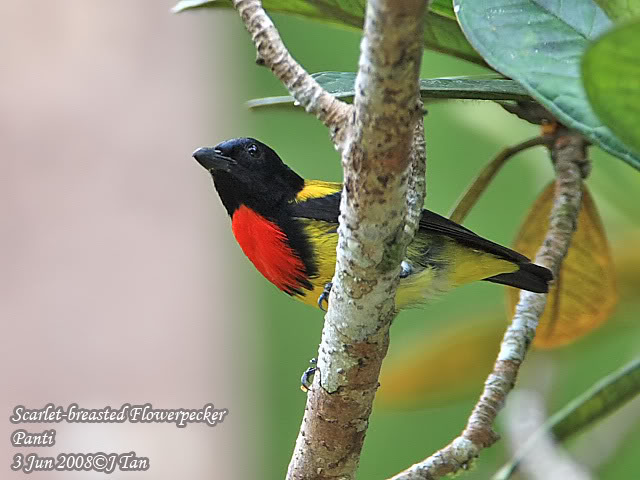 Pretty Scarlet-breasted flowerpecker