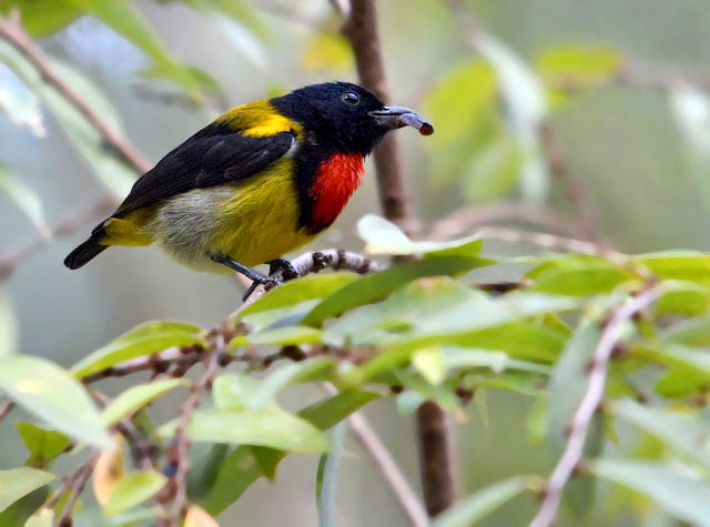 Pretty Scarlet-breasted flowerpecker