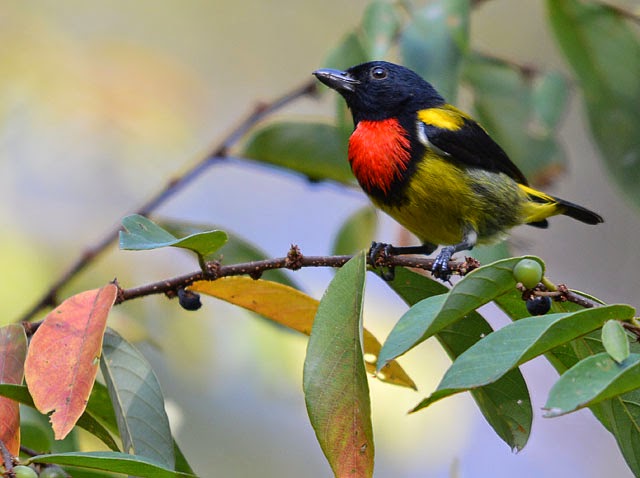 Pretty Scarlet-breasted flowerpecker