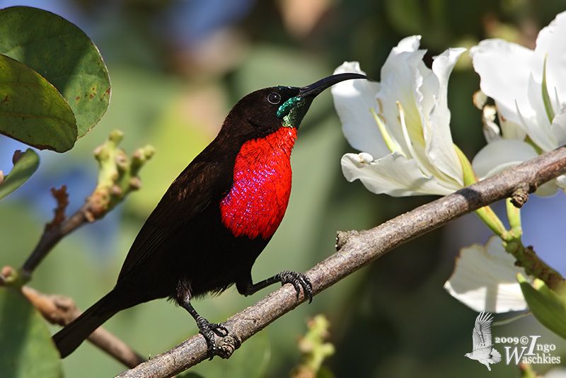 Scarlet-chested sunbird