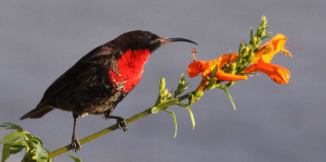 Pretty Scarlet-chested sunbird