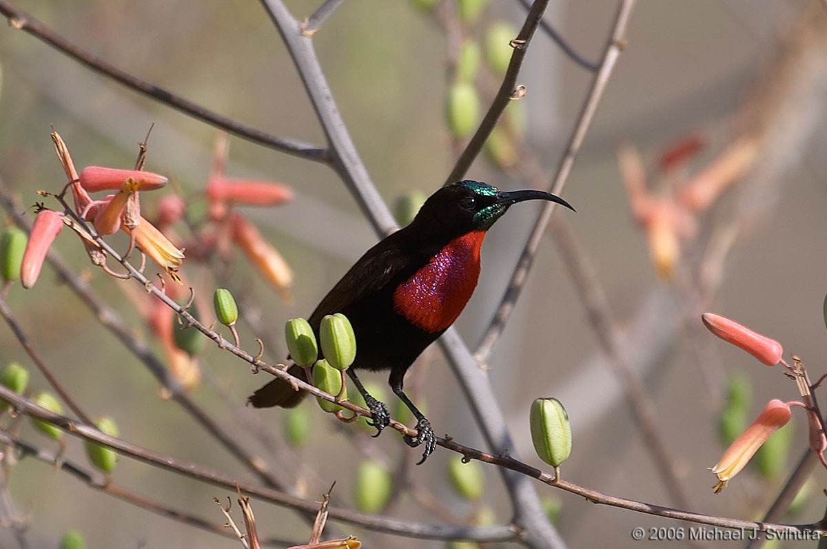 Pretty Scarlet-chested sunbird