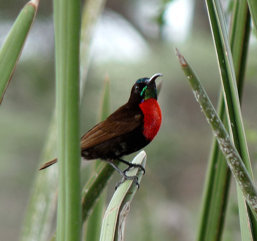 Pretty Scarlet-chested sunbird