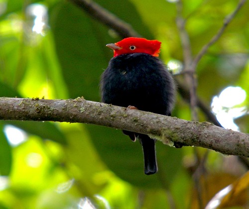 Pretty Scarlet-horned manakin