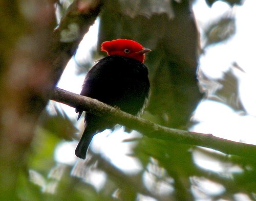 Pretty Scarlet-horned manakin