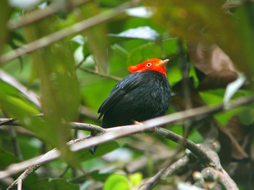 Pretty Scarlet-horned manakin