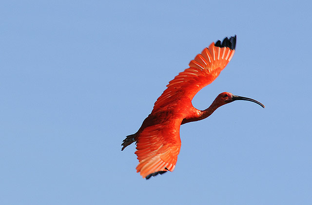 Scarlet ibis
