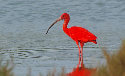 Pretty Scarlet ibis