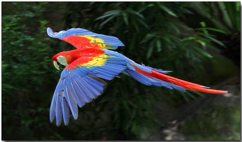 Scarlet macaw
