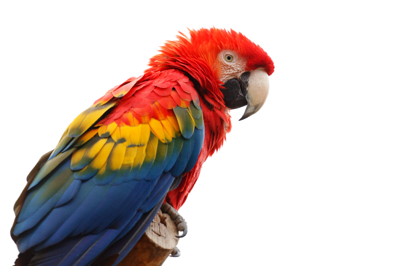 Pretty Scarlet macaw