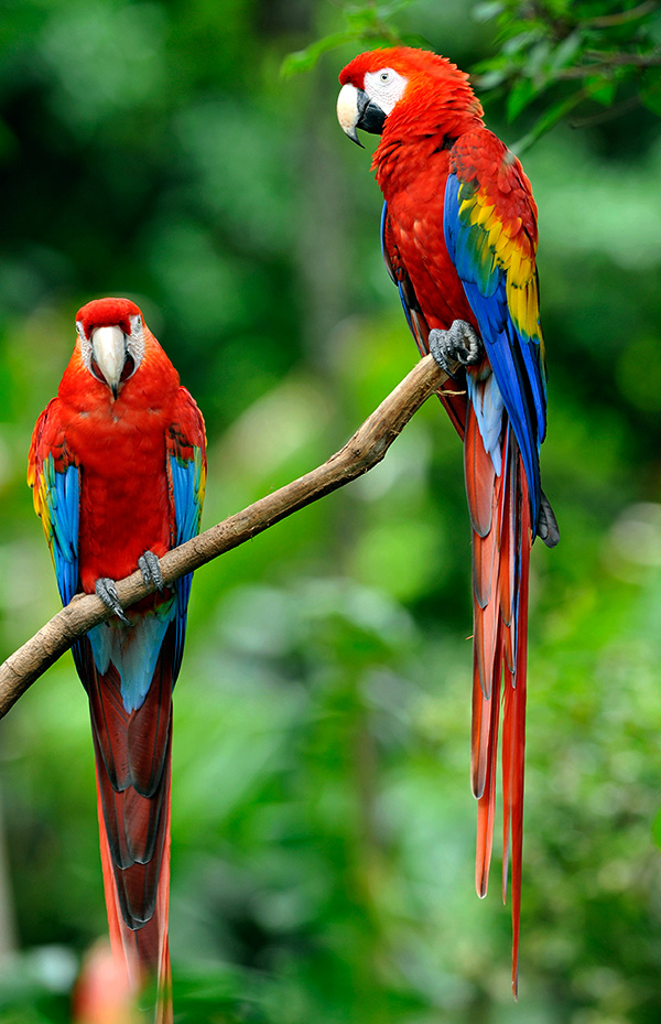Pretty Scarlet macaw