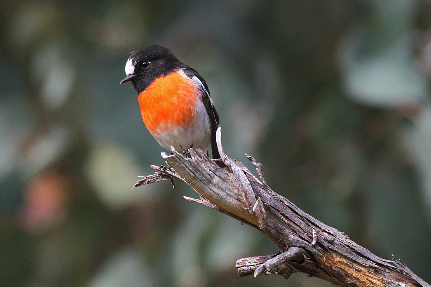 Pretty Scarlet robin