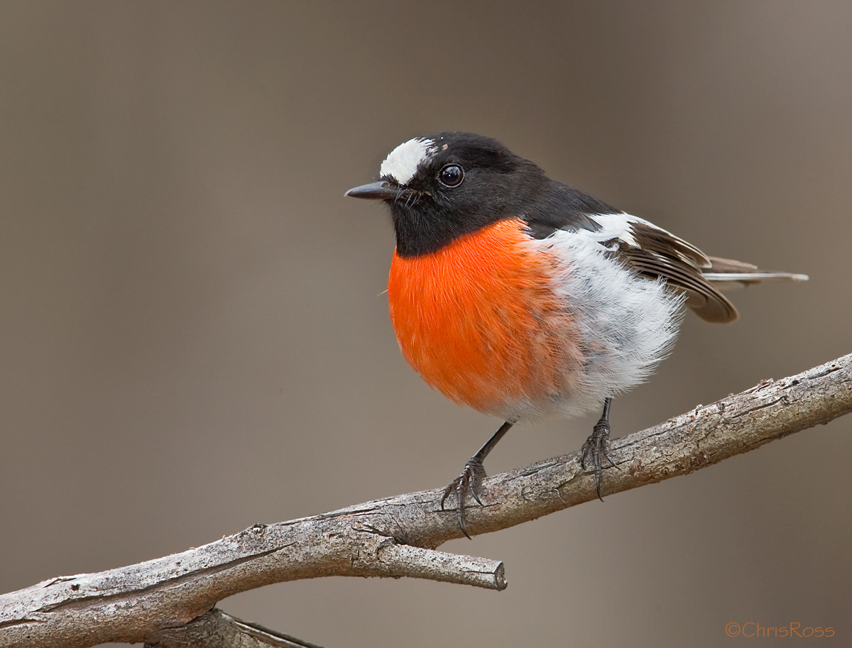 Pretty Scarlet robin