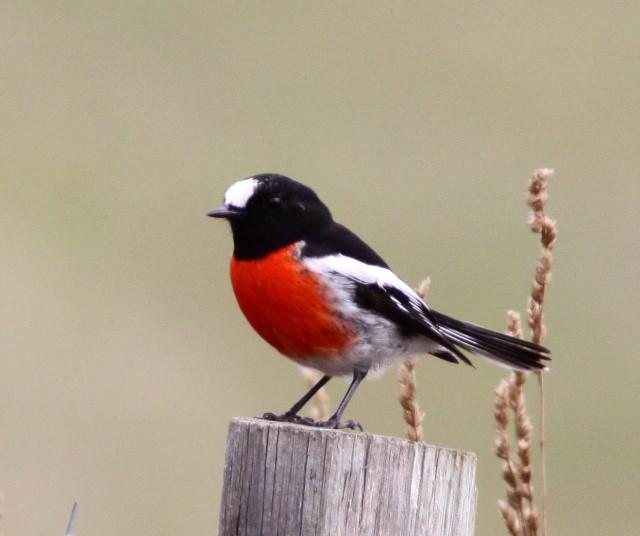 Pretty Scarlet robin