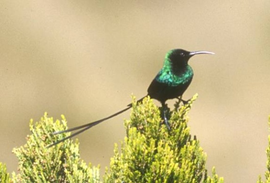 Scarlet-tufted sunbird