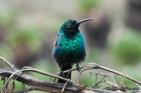 Pretty Scarlet-tufted sunbird