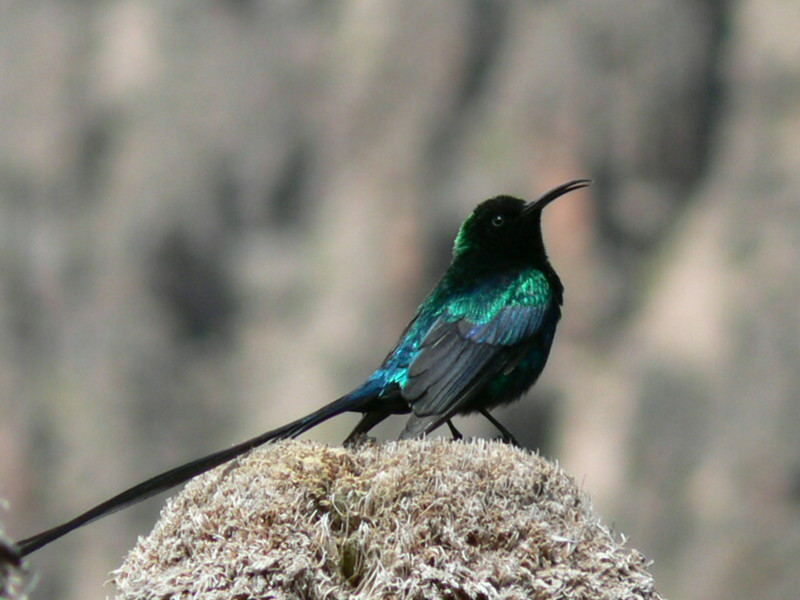 Pretty Scarlet-tufted sunbird