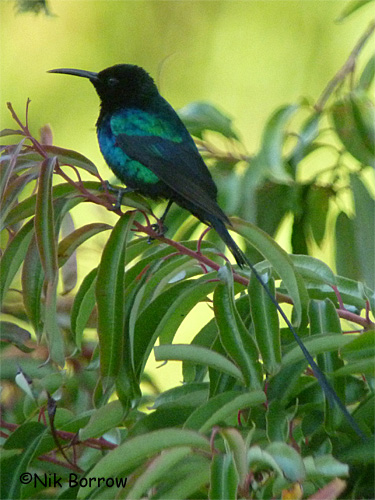 Pretty Scarlet-tufted sunbird