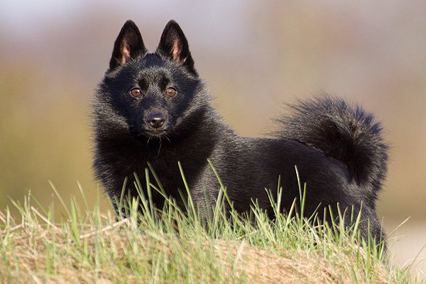 Nice Schipperke - Dog Breed