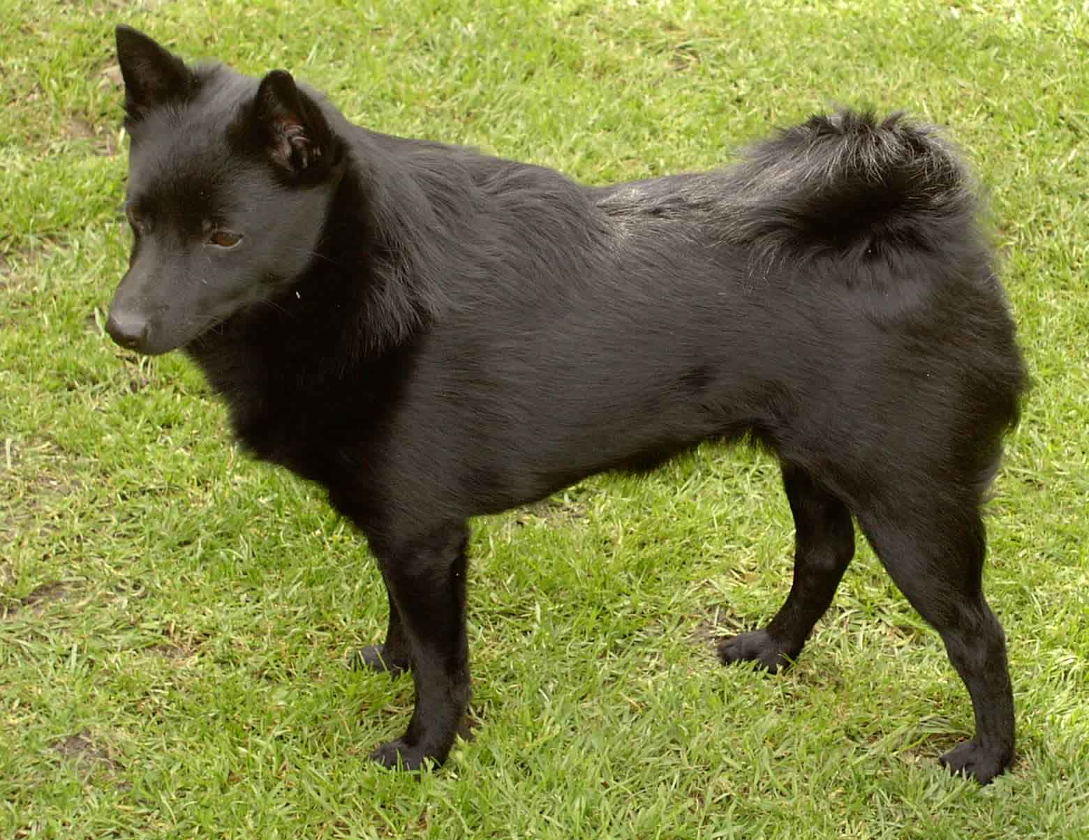 Cool Schipperke - Dog Breed