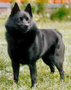 Pretty Schipperke - Dog Breed