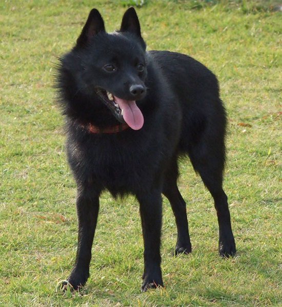 Cute Schipperke - Dog Breed