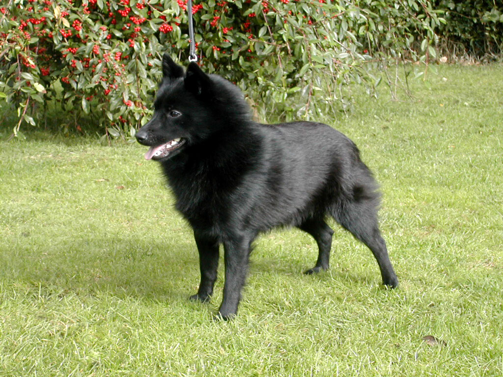 Wallpaper Schipperke - Dog Breed