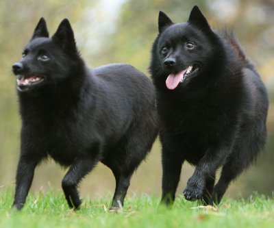 Photo Schipperke - Dog Breed