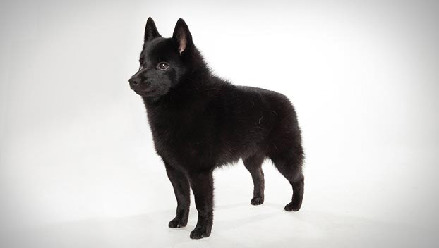 Schipperke - Dog Breed photo 