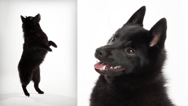 Schipperke - Dog Breed wallpaper