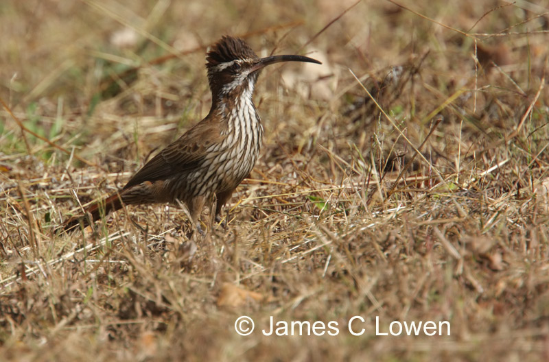 Scimitar-billed woodcreeper