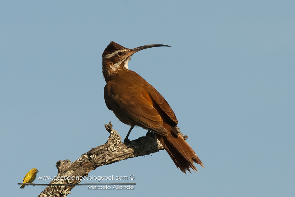 Pretty Scimitar-billed woodcreeper