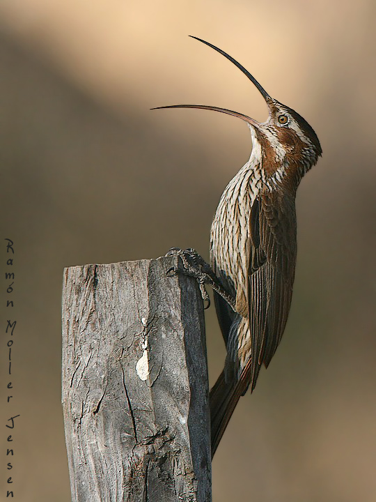 Pretty Scimitar-billed woodcreeper