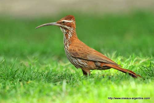 Pretty Scimitar-billed woodcreeper