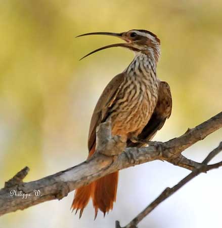 Pretty Scimitar-billed woodcreeper