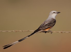 Pretty Scissor-tailed flycatcher