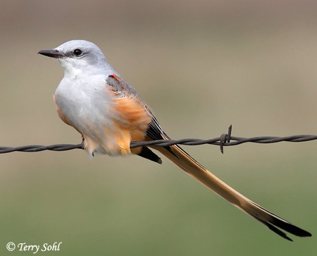 Pretty Scissor-tailed flycatcher