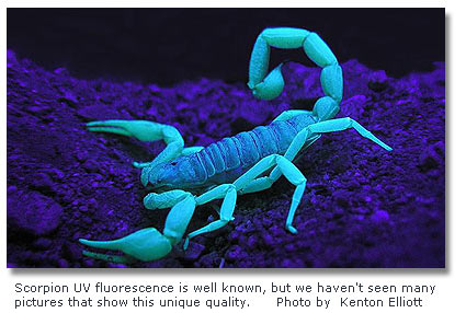 Pretty Scorpions