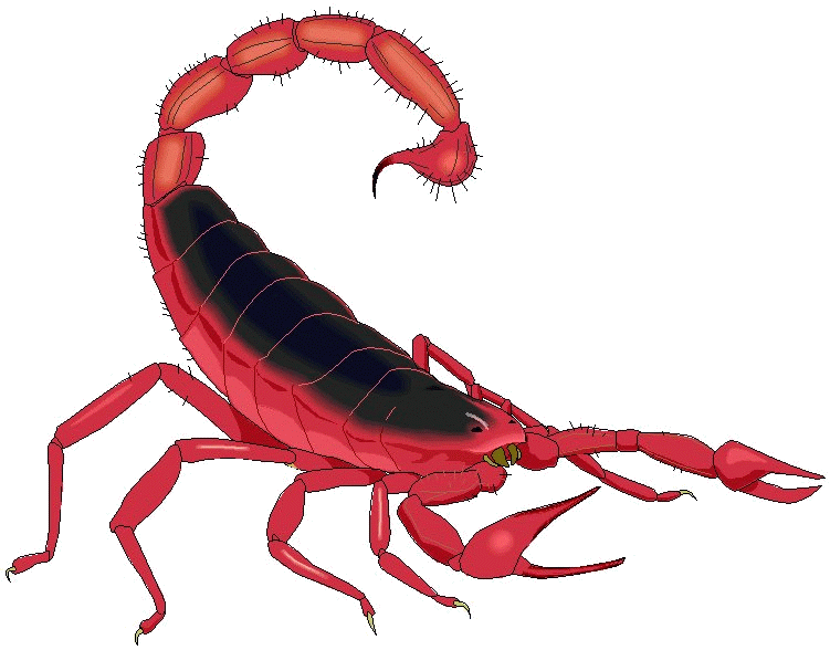 Cute Scorpions